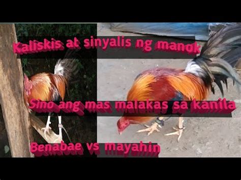 mayahin na manok panabong